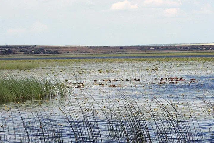 Друга Звіздарка, Трихати