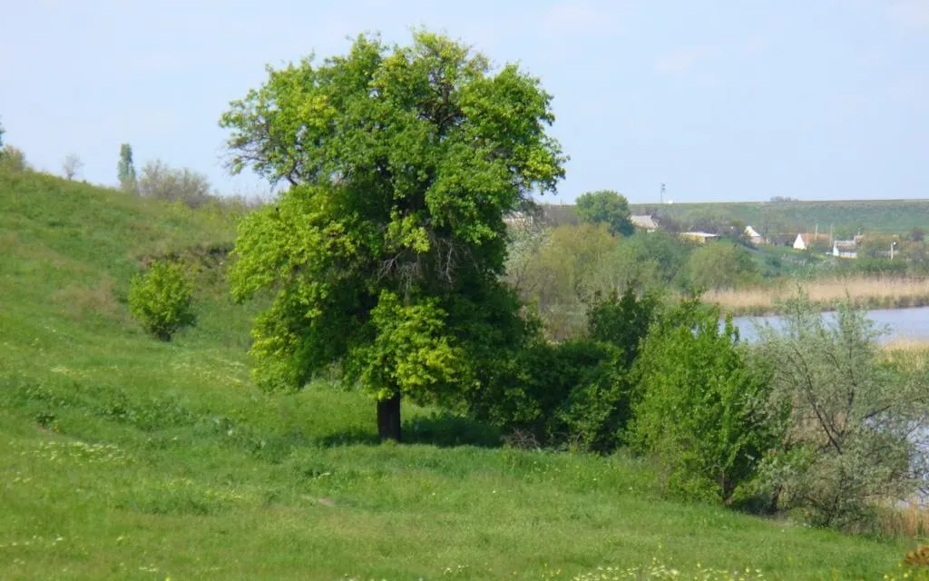 Рослинність на річці